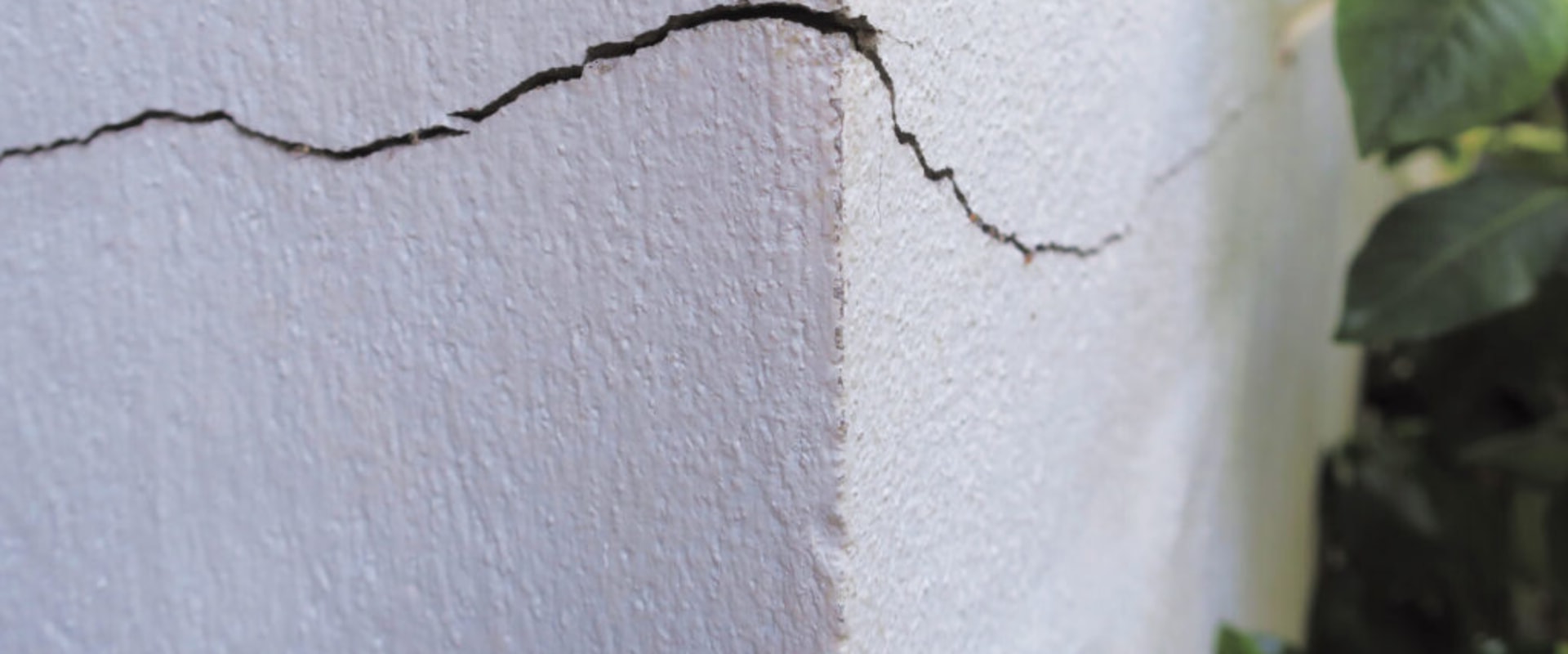 Secure Your Foundation Repair Investment In Paradise, NV By Starting With Pest Management